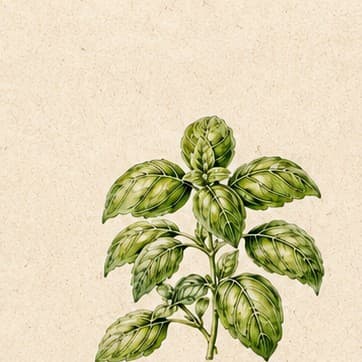 Sweet Basil growing in Kristy's garden