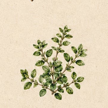 Greek Oregano growing in Kristy's garden
