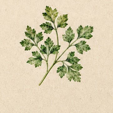 Flat-Leaf Parsley growing in Kristy's garden