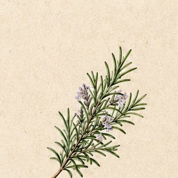 Rosemary growing in Kristy's garden