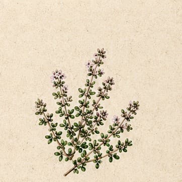 Common Thyme growing in Kristy's garden